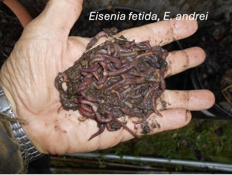 Y a-t-il seulement des vers épigés dans un compost domestique?