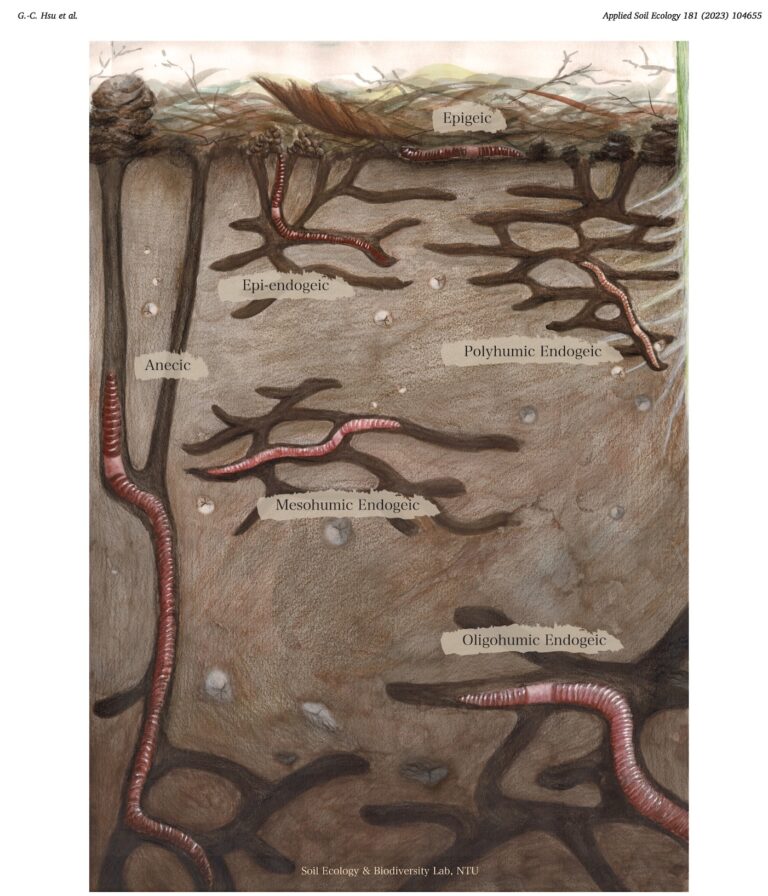 Catégories écologiques des vers de terre