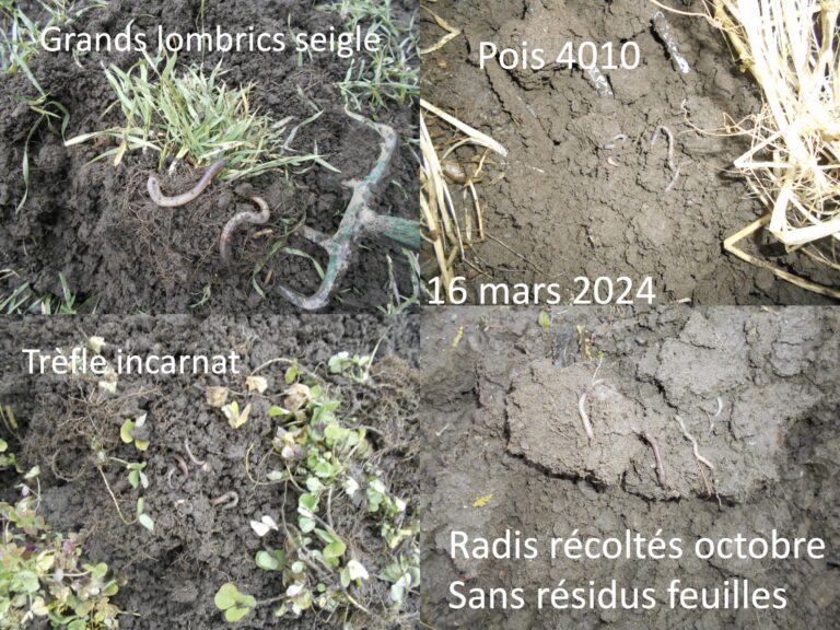 Engrais verts et vers de terre (2)