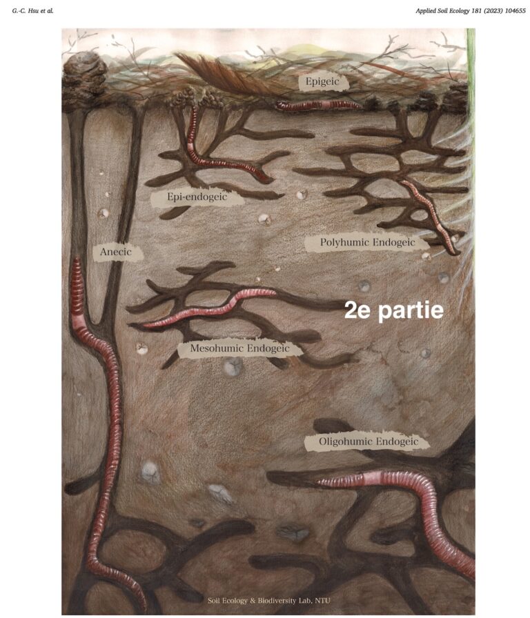 La grande histoire des catégories de vers de terre (suite)