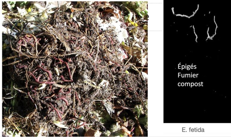 Des vers à compost pour mon sol?