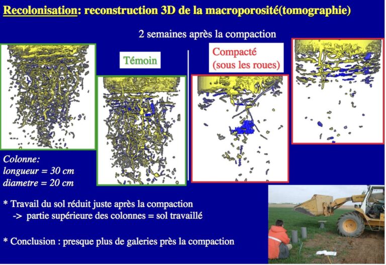 Les vers aiment-ils les pneus de tracteurs?